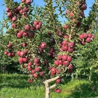نهال های سیب و سایر میوه های گلدانی سه ساله اماده