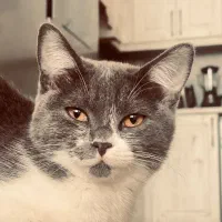 واگذاری گربه نر و ماده
