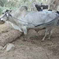 ۷راس گاوفروشی