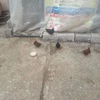 پرنده