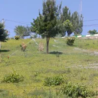 استخدامی.فضای سبز بروجرد