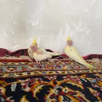 عروس هلندی و مرغ عشق