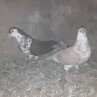 برای فروش گذاشتم