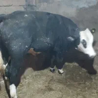 گوساله نر سیمینتال