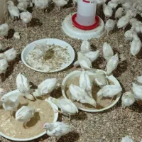 جوجه خروس دورگ حراجشون کردم