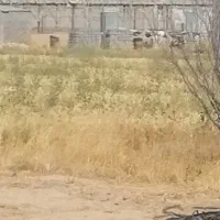 خریدار گندم نقدی