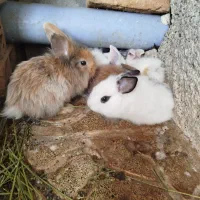 بچه خرگوش