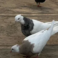 ۱۰عدد کبوتر بصورت یکجایی