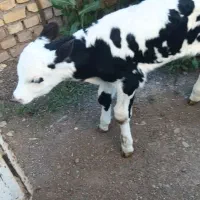 گاو گوساله
