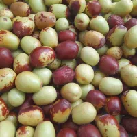 عناب درشت و تازه