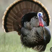 بوقلمون شب عید