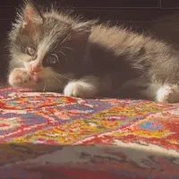 گربه خانگی|گربه|مراغه, |دیوار