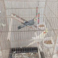 معاوضه با گیرینجیک