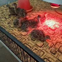 جوجه‌شترمرغ