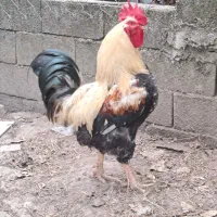 خروس ۲ساله بالغ