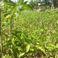 نشا گوجه فرنگی، فلفل شیرین و بادمجان