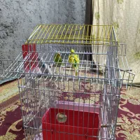 مرغ عشق|پرنده|بمپور, |دیوار