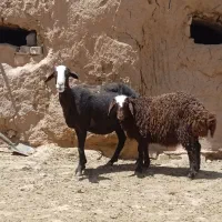 گوسفند