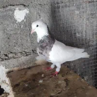 سلام دوستان عزیز فروش چنتای طوقی