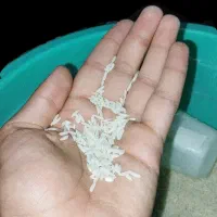 برنج رو از کشاورز بخر نه دلال