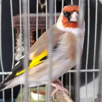 سهره جوجه قفس