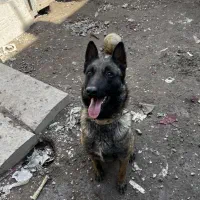 سگ مالینویز پاک