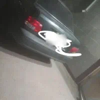 پراید ۸۴ میبد
