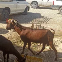 پازن و بزه مور سیاه با کهره