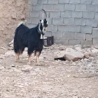 سللام دو کهر شاخ جفت داشتی