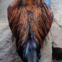 خروس دو رگه لاری وگلین لری