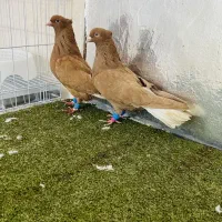 دو جفت سرخ دمسفید و زرد دمسفید پرتقالی