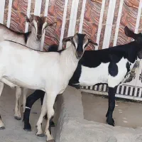کهره نری