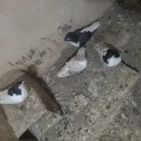 کفتر|پرنده|سبزوار, هفت تیر|دیوار