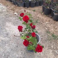 رز گلدار جذاب