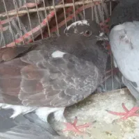 کبوتر چاهی