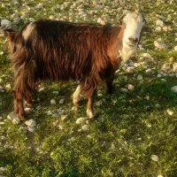 بز دو قلو زا