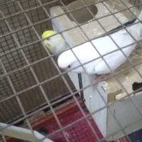 مرغ عشق رینبو ،مولد روی جوجه،بشرط با غلظت رنگ بالا