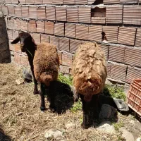 دوتا گوسفند ماده