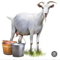 شیر بز سانن