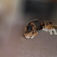 گربه پارک صفا