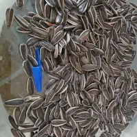 تخمه آفتابگردان اس ۴۰۰