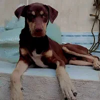سگ دوبرمن