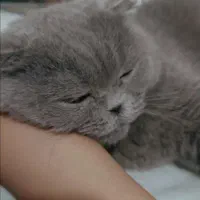 گربه اسکاتیش فولد