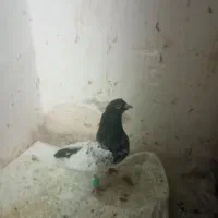 کبوتر|پرنده|مشهد, عامل|دیوار