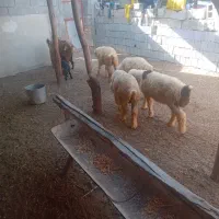 ۵عدد بره نر ترکی بختیاری