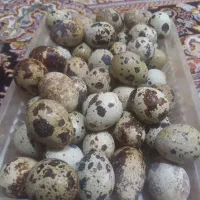 تخم بلدرچین