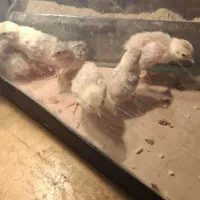 جوجه بلدرچین مینیاتوری