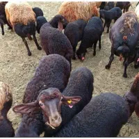 گوسفند زنده‌سفارش ارسال تمام نقاط تهران‌باقصاب