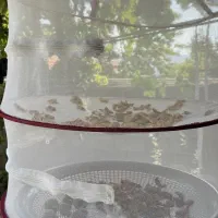 توری سبزی خشک کن