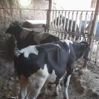 گوساله جوانه نر